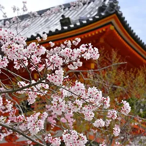 Sakura Gion North Kioto
