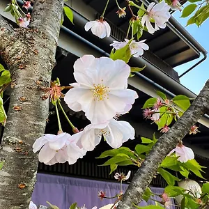 Rinn Kamiebisu Kioto